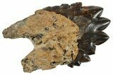 Rare, Fossil Basilosaurus Tooth - South Carolina #176133-1